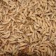 Close-up of mealworms on grain bedding