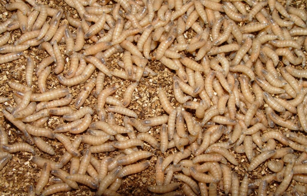 Close-up of mealworms on grain bedding