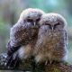 Two fluffy young owls perched on branch