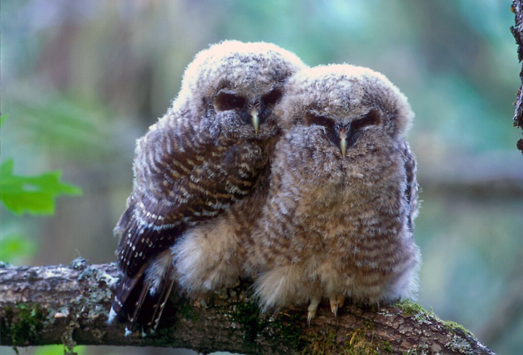 Two fluffy young owls perched on branch