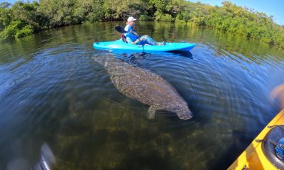 Kayaker paddling above large manatee in clear water