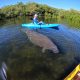 Kayaker paddling above large manatee in clear water
