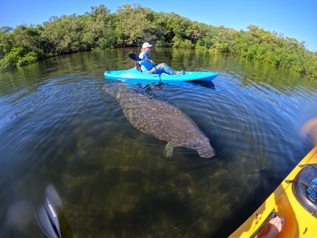 Kayaker paddling above large manatee in clear water