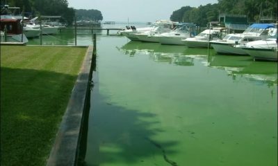 Boats docked in algae-filled marina water