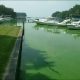Boats docked in algae-filled marina water