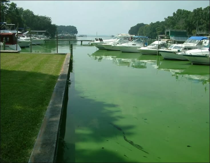 Boats docked in algae-filled marina water