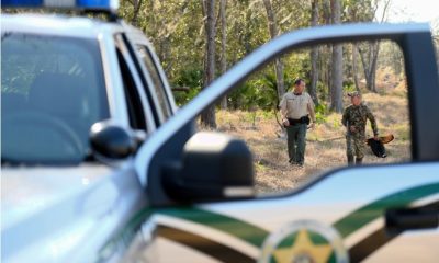 Sheriff vehicles frame officers walking in woods