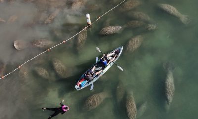 Kayakers above manatees in clear water