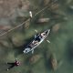 Kayakers above manatees in clear water