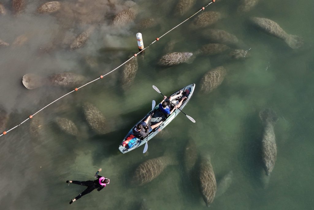Kayakers and swimmer above manatees in clear water