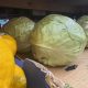 Plastic-wrapped cabbages on grocery store shelf