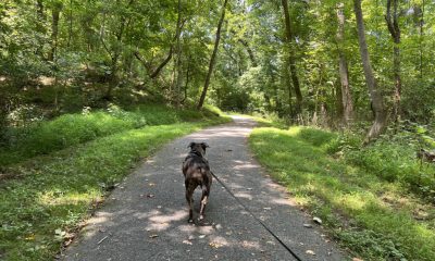 Dog on leash walking forest trail