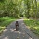Dog on leash walking forest trail