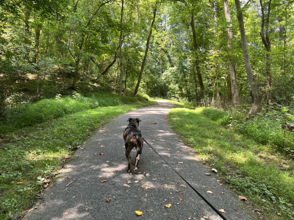 Dog on leash walking forest trail