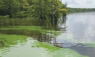 Green algae bloom along lakeshore with trees