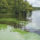 Green algae bloom along lakeshore with trees