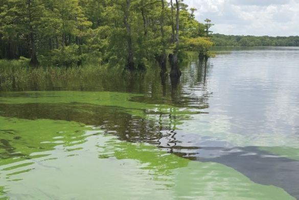 Green algae bloom along lakeshore with trees