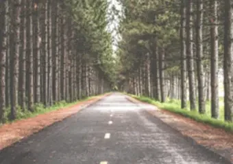 Straight road lined with tall pine trees