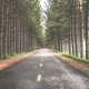 Straight road lined with tall pine trees