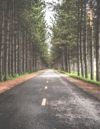 Straight road lined with tall pine trees