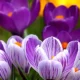 Purple and white crocus flowers in bloom