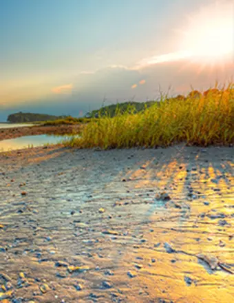 Sunset over sandy beach with tall grasses