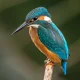 Colorful kingfisher perched on a branch