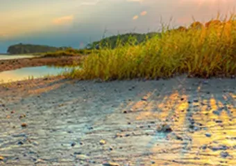Sunset over sandy beach with tall grasses