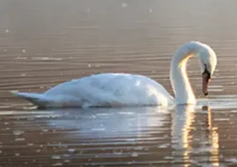 White swan gliding on calm golden water