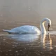 White swan gliding on calm golden water
