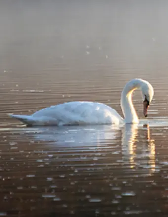 White swan gliding on calm golden water
