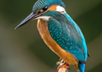 Colorful kingfisher perched on a branch