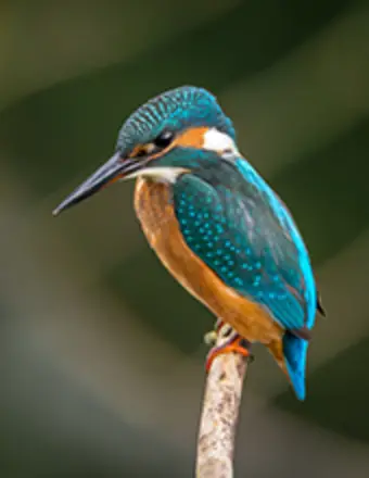 Colorful kingfisher perched on a branch