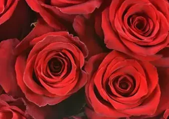 Close-up of vibrant red roses bouquet