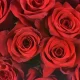 Close-up of vibrant red roses bouquet