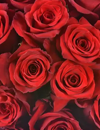 Close-up of vibrant red roses bouquet