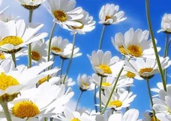 White daisies against bright blue sky