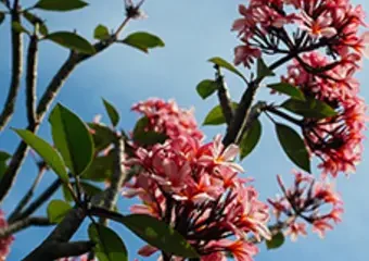 Pink blossoms on tree branches against blue sky