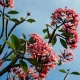 Pink blossoms on tree branches against blue sky