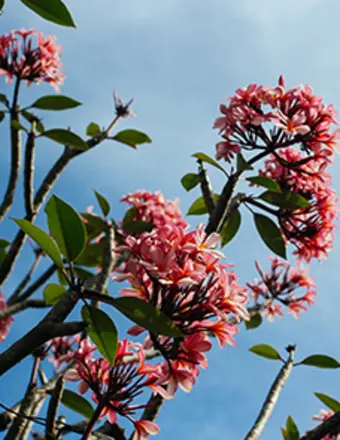 Pink blossoms on tree branches against blue sky