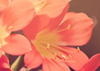 Close-up of peach amaryllis flowers in soft light