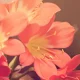 Close-up of peach amaryllis flowers in soft light