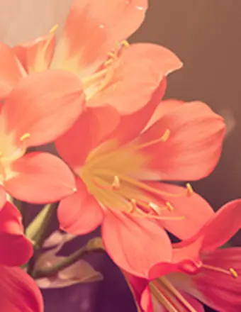 Close-up of peach amaryllis flowers in soft light