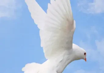 White dove flying against blue sky