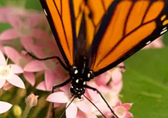 Monarch butterfly on pink flowers