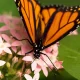 Monarch butterfly on pink flowers