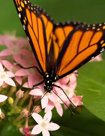 Monarch butterfly on pink flowers