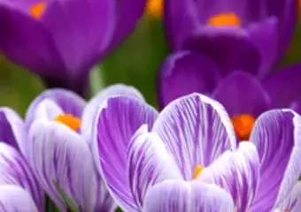 Purple and white crocus flowers in bloom
