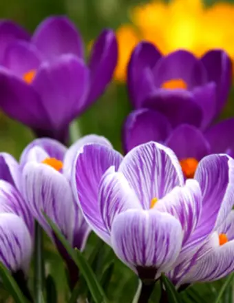 Purple and white crocus flowers in bloom