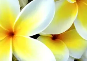 Close-up of white and yellow plumeria flowers